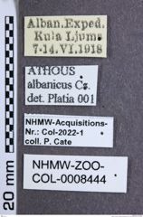Etikette zu Athous (Orthathous) albanicus (Csiki, 1940) (NHMW-ZOO-COL-0008444)